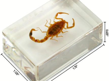 Dr. Steve Hunters Bugs World Collection