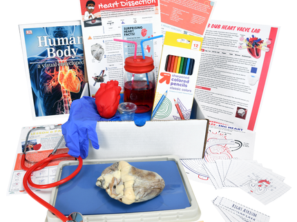 Biology Dissection Box Bundle 6-in-1 image 4