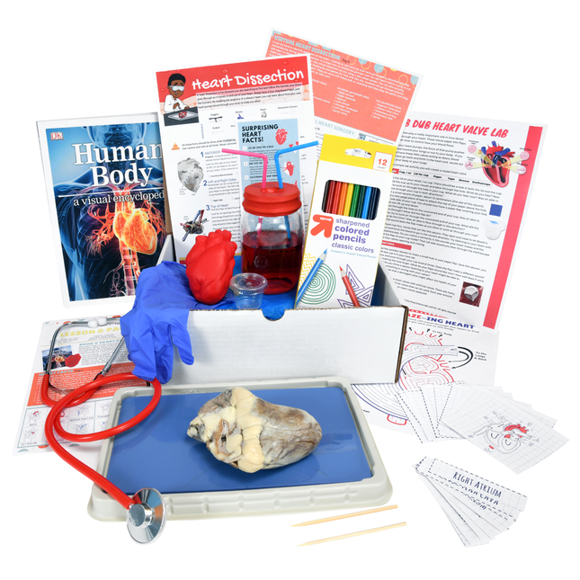 Biology Dissection Box Bundle 6-in-1 image 4