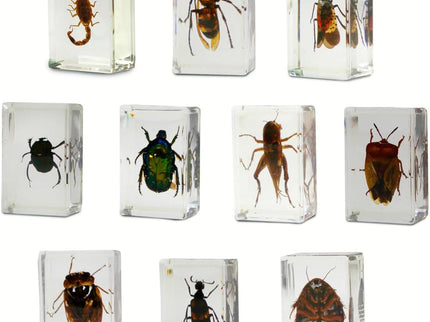 Dr. Steve Hunters Bugs World Collection
