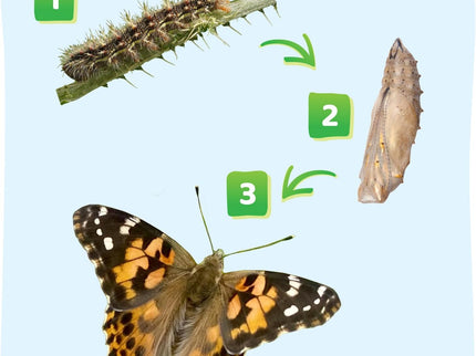 Butterfly Garden with Free Shipping and Voucher