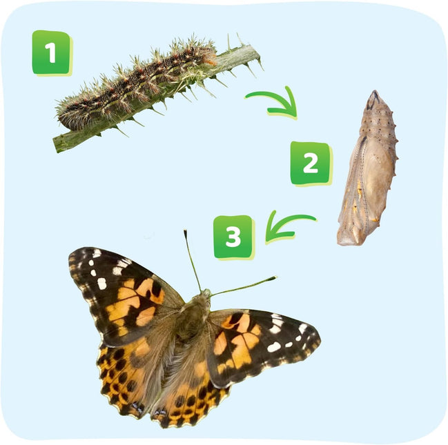 Butterfly Garden with Free Shipping and Voucher