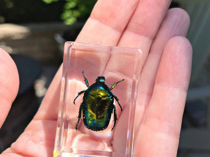 Dr. Steve Hunters Bugs World Collection