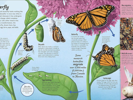 Butterfly Life Cycle Bundle image 6