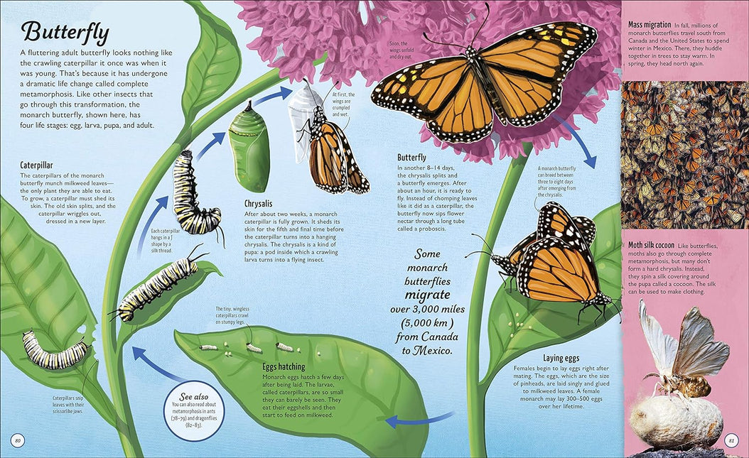 Butterfly Life Cycle Bundle image 6