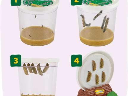 Butterfly Garden with Free Shipping and Voucher
