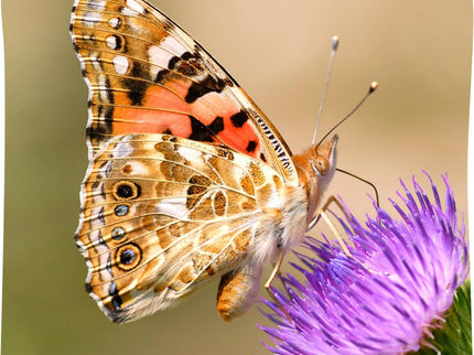 Giant Butterfly Garden