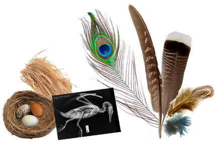 Bird Bundle