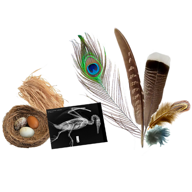 Deluxe Bird Bundle