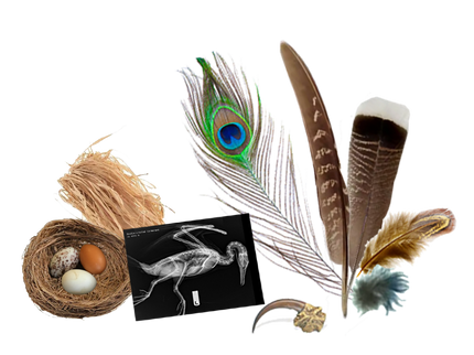 Bird Bundle