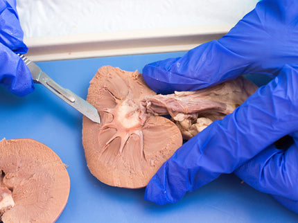 Biology Dissection Subscription Boxes image 1