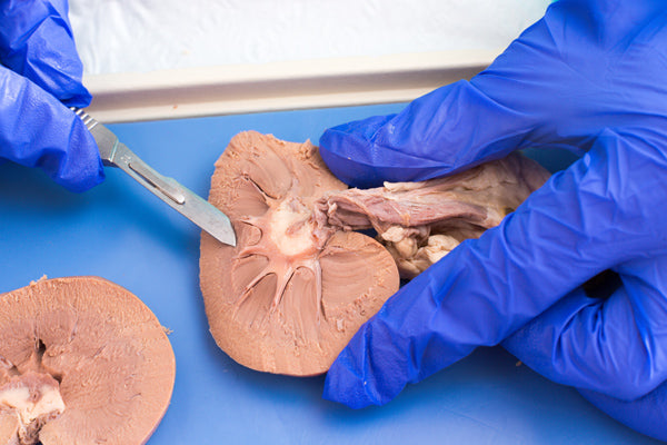 Biology Dissection Subscription Boxes image 1