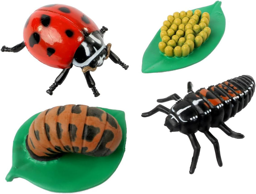 Ladybug Life Cycle Bundle image 5