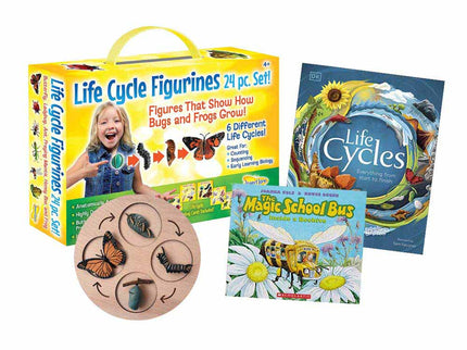 Butterfly Life Cycle Bundle image 1