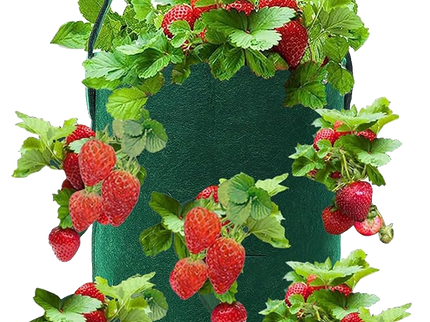 Plant & Garden Bundle – Plant • Experiment • Grow!