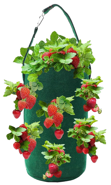Plant & Garden Bundle – Plant • Experiment • Grow!